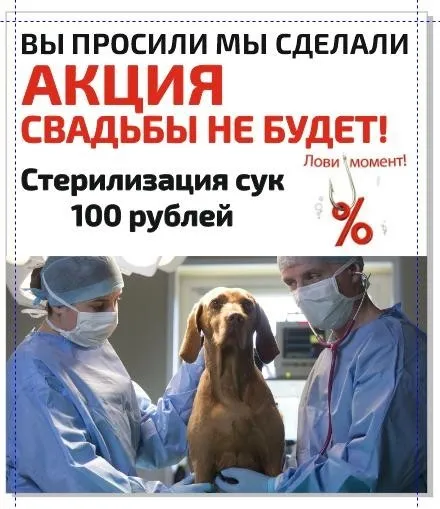 Акция - Свадьбы не будет! Стерилизация сук
