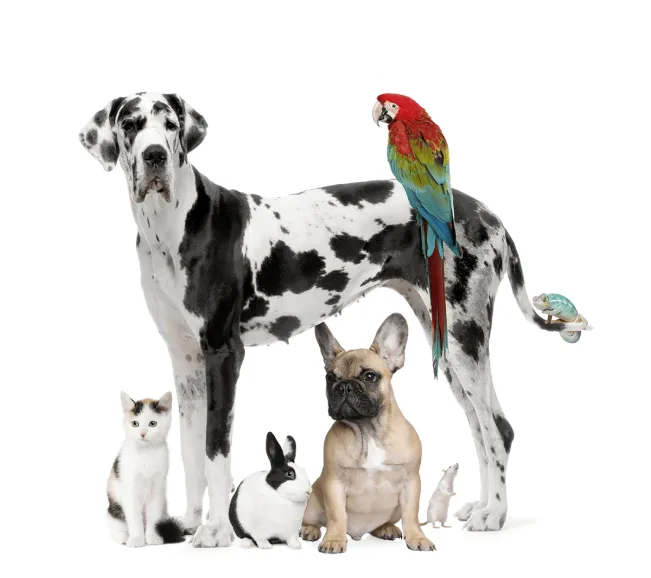 Ветеринарная клиника в Минске 