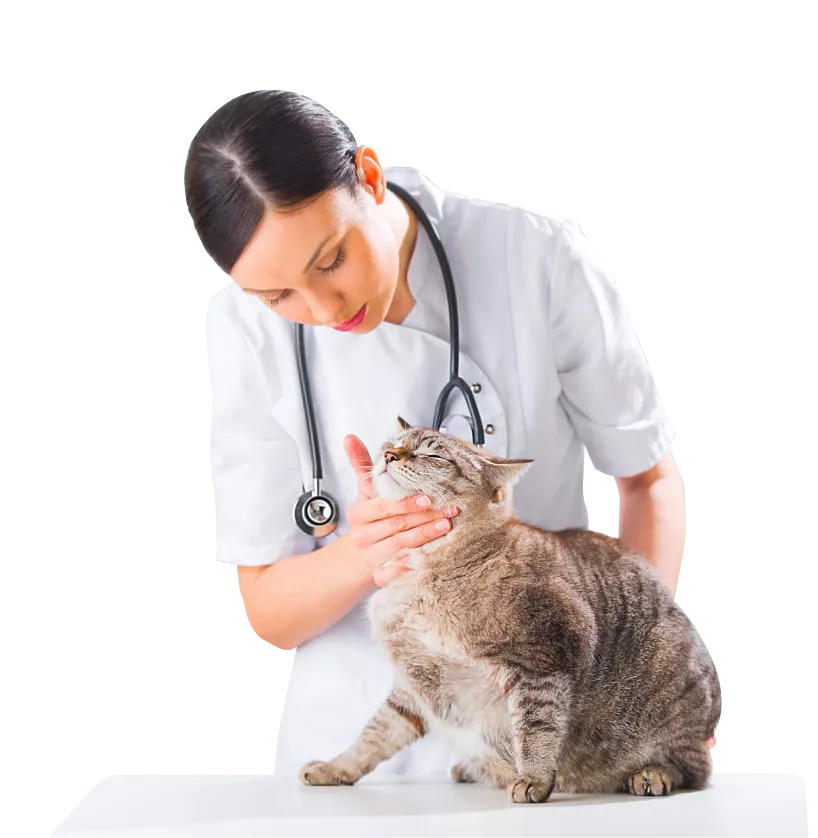 Оставить заявку