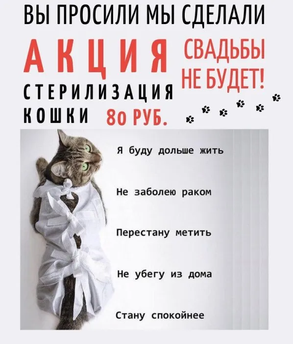 Акция - Свадьбы не будет! Стерилизация кошек