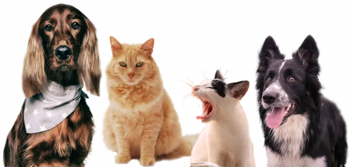 Ветеринарный СТАЦИОНАР