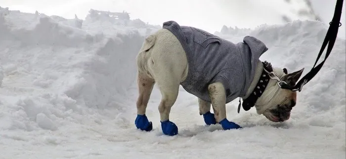 Зимний яд: можно ли есть снег собаке? 