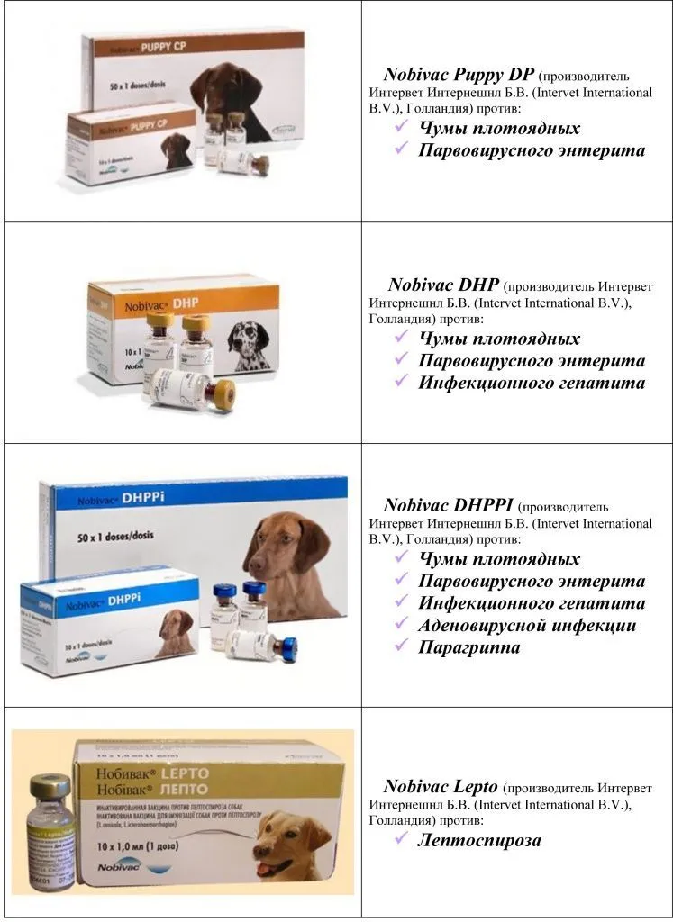 Прививка собаке вакциной Нобива надежная защита от инфекционных заболеваний в ветклинике
