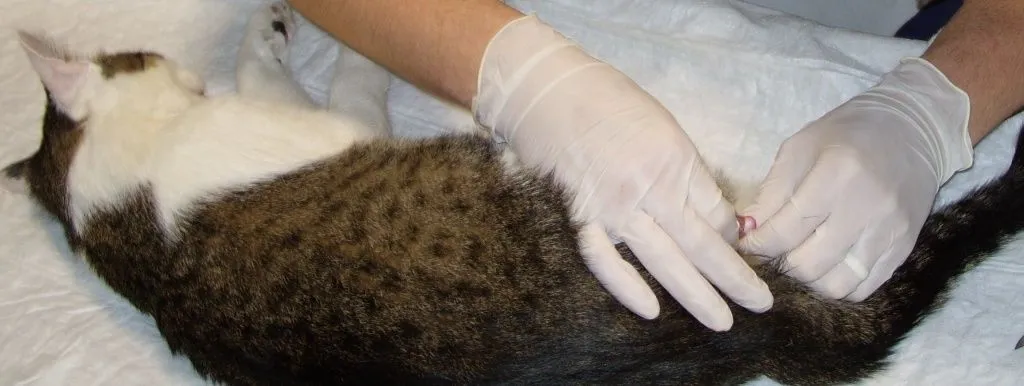 Кастрация кота в вет клинике