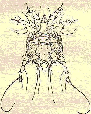 chesotka_3.jpg