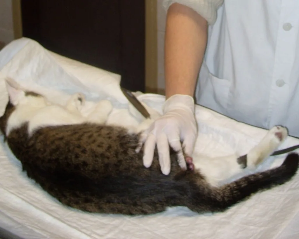 операция по кастрации кота