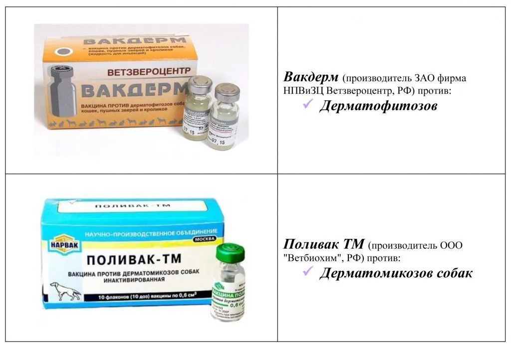 Ветклиника Минск вакцины вакдерм поливак тм от дерматомикозов собак