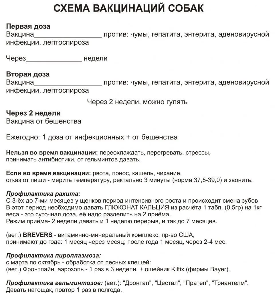 График и схема вакцинации собак в ветеринарной клинике Минска