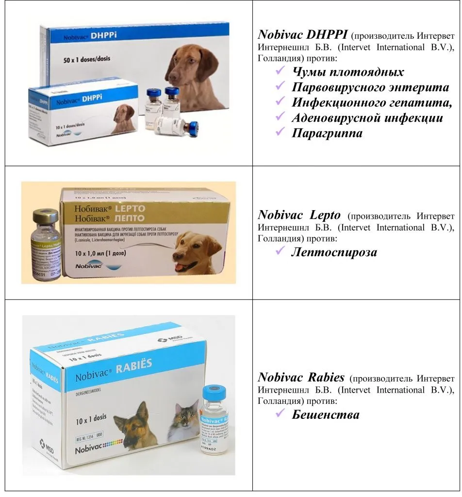 вакцинация хорьков1.jpg