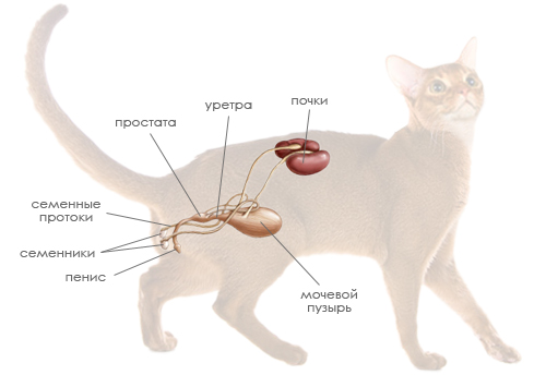 Уретростомия кошке (самцу) для кошек и котов | SQ-lap
