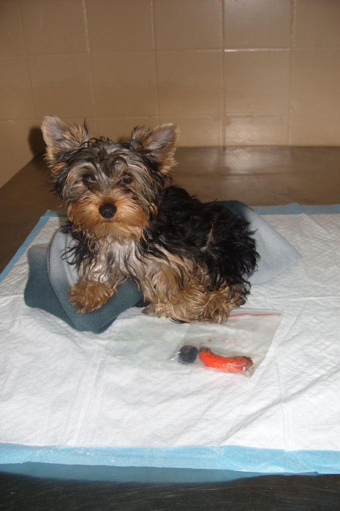 Операция на желудке и кишечнике для собак в ветеринарной клинике SQ-lap
