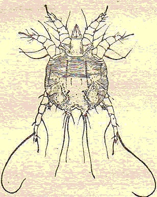 Хозяева чесоточного зудня