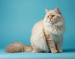 Кошки